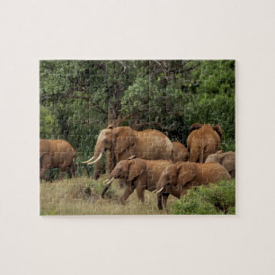 Puzzle Kenya : parc national de Tsavo Est, troupeau d'élé