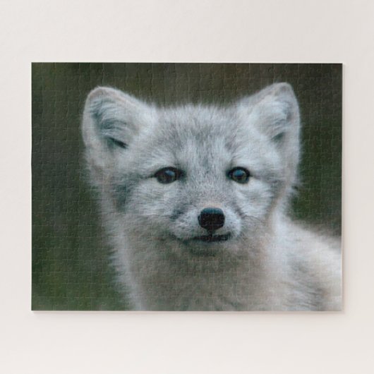 Puzzle Kit de Fox arctique des images | de Getty (Horizontal)