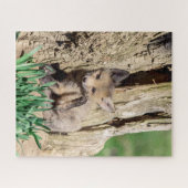 Puzzle Kit Fox dans la vallée de l'Hudson (Horizontal)