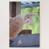Puzzle Kitten (Vertical)