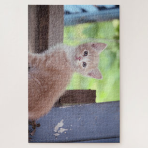Puzzle Kitten