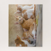 Puzzle Kittens Jigsaw (Vertical)