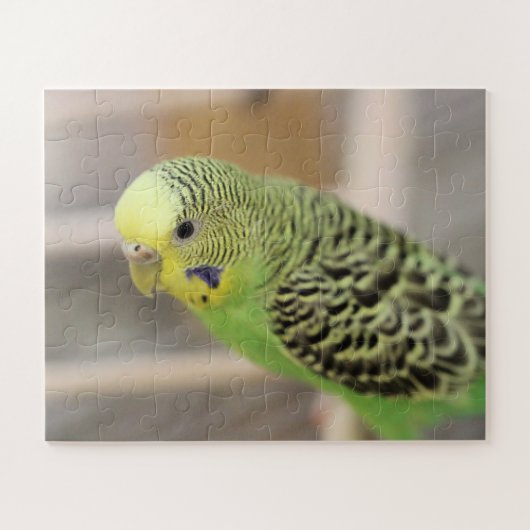 Puzzle Kiwi (Horizontal)