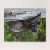 Puzzle Koala Australia Wildlife Photo, 520 pieces (Horizontal)