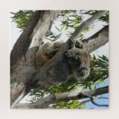Puzzle Koala - Dormir (Horizontal)