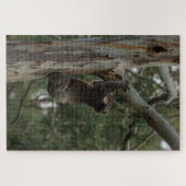 Puzzle Koala Escalade Tree Australie, 1014 pièces (Horizontal)