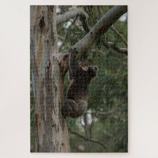 Puzzle Koala Escalade Tree Australie, 1014 pièces (Vertical)