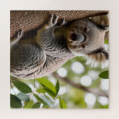 Puzzle Koala Escalade un arbre (Horizontal)