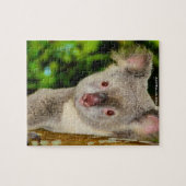 Puzzle Koalas australien (Horizontal)