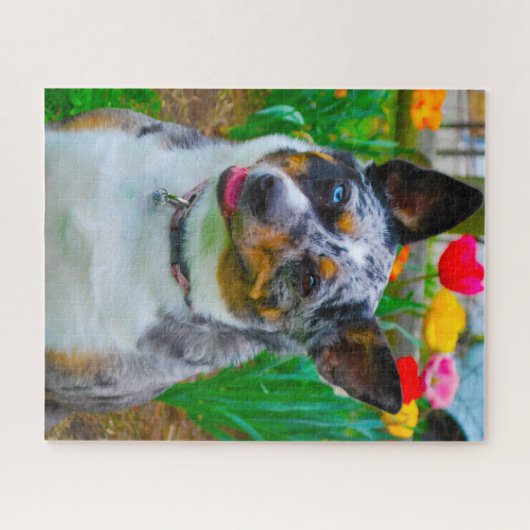 Puzzle Koolie Chien. (Horizontal)