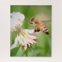 La course tranquille d'une abeille sur du trèfle b