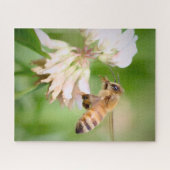 Puzzle La course tranquille d'une abeille sur du trèfle b (Horizontal)