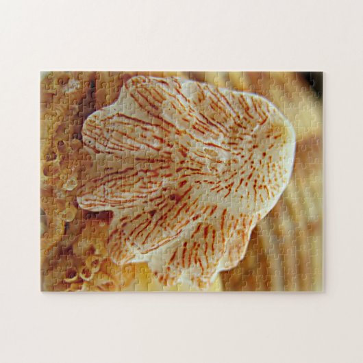 Puzzle La patte Shell du chaton déconcertent (Horizontal)