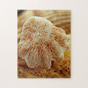 Puzzle La patte Shell du chaton déconcertent