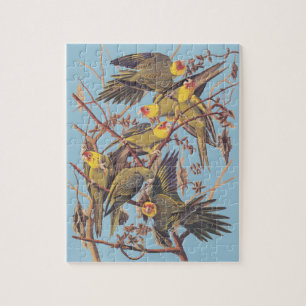 Puzzle La perruque de Caroline d'Audubon