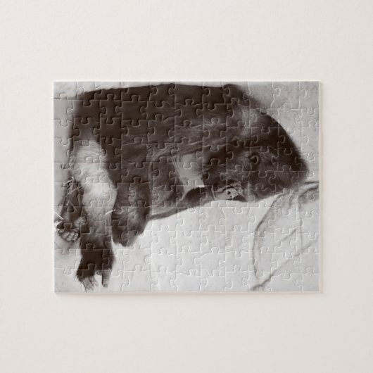 Puzzle La photographie Sommeil Gorilla (Horizontal)