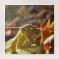 La prière Macro Nature des insectes Mantis Photo