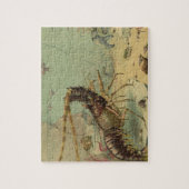 Puzzle La vie sous-marine Crevette, Animaux de l'océan vi (Vertical)