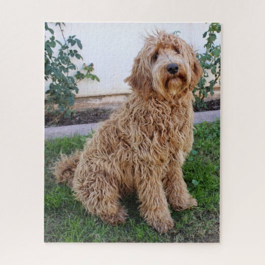 Puzzle Labradoodle Puppy Dog (Vertical)
