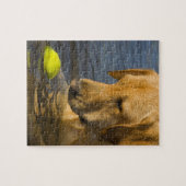 Puzzle Labrador jaune avec une balle de tennis dans l'eau (Horizontal)