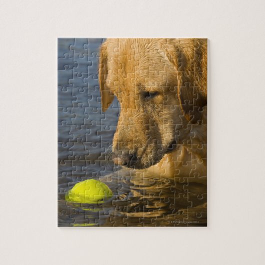 Puzzle Labrador jaune avec une balle de tennis dans l'eau (Vertical)