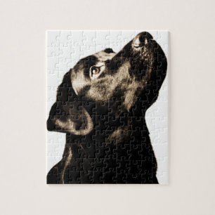 Puzzle Labrador retriever noir impressionnant