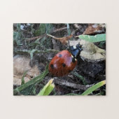 Puzzle Lady Bug (Horizontal)