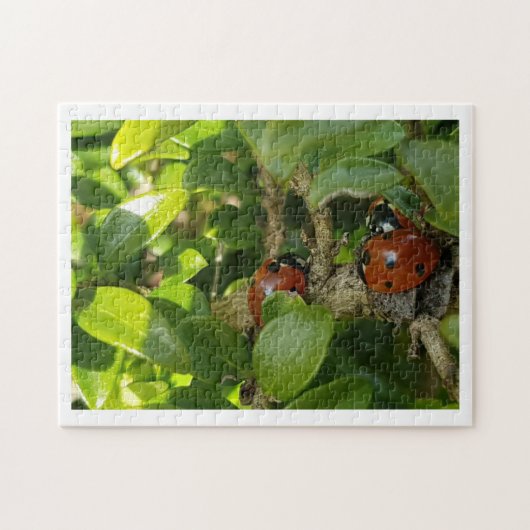Puzzle Ladybird (Horizontal)