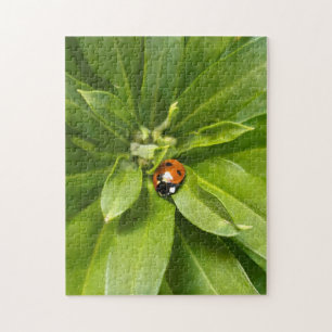 Puzzle Ladybug