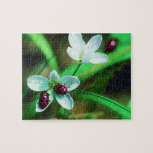 Puzzle Ladybug