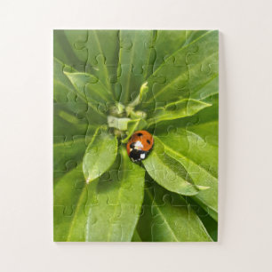 Puzzle Ladybug