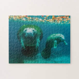 Puzzle Lamantin mère avec son veau à Crystal River
