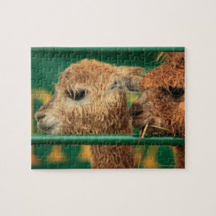 Puzzle lamas très mignons tous les deux regardant quelqu