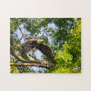 Puzzle Lancement de l'aigle chauve