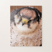 PUZZLE LANNER FALCON (Vertical)