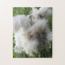 Lapin angora anglais "Bradley "