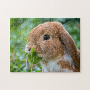 Puzzle Lapin Lapin de Lapin de Floride et de Hollande Bla