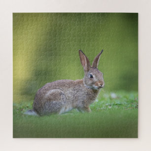 Puzzle Lapin Lapin Nature Photo