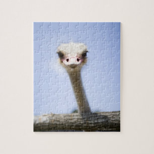 Puzzle L'autruche parlent