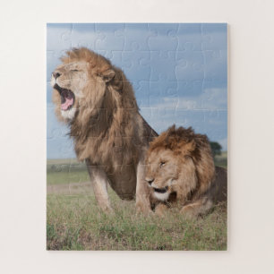 Puzzle Lazy Lion Brothers on the Savannah