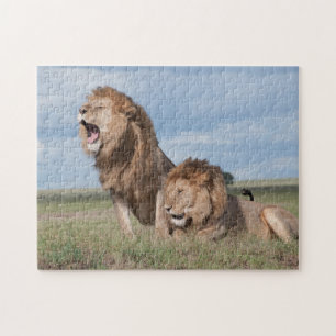 Puzzle Lazy Lion Brothers sur la Savannah