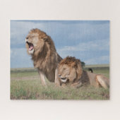 Puzzle Lazy Lion Brothers sur la Savannah (Horizontal)