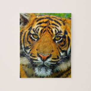 Puzzle L'Dernier TIger
