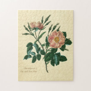 Puzzle Le Briar doux s'est levé