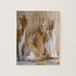 Puzzle Le chaton tigré orange et blanc/ajoutent la photo