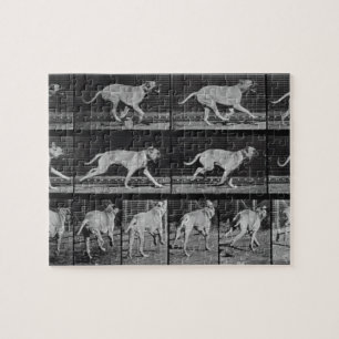 Puzzle Le chien courant, plaquent 707 "de la locomotion