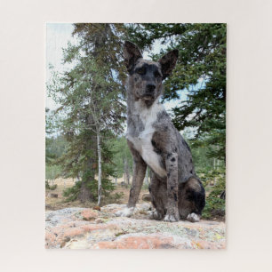 Puzzle Le chien de bétail masqué Brindle observe la scène