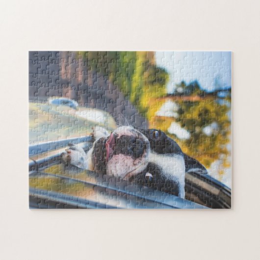 Puzzle Le chien de Boston Sticking Head out Car Window (Horizontal)