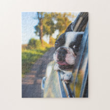 Le chien de Boston Sticking Head out Car Window