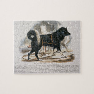 Puzzle Le chien d'Esquimaux (familiaris de Canis) I